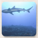 Search for underwater shark coasters Animal