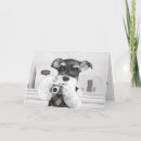 Search for schnauzer dog cards Photography