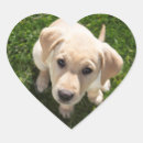 Search for yellow labrador stickers Cute puppy