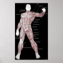 Search for muscles posters Anatomy