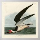 Search for audubon posters Illustration