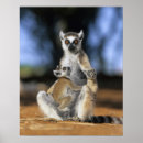 Search for ring tailed posters Cute