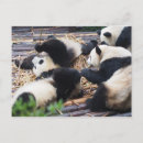 Search for panda postcards Chengdu