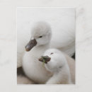 Search for mute postcards Animals in the wild