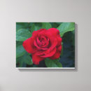 Search for red rose canvas prints Macro