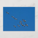 Search for waterbird postcards Birds