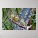 Search for finches posters Colourful