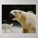 Search for polar bear posters Endangered species
