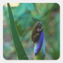 Search for green tree frog stickers Wildlife
