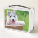 Search for husky lunch boxes Puppy