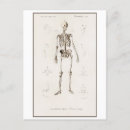 Search for human skeleton Vintage