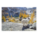 Search for larch Pacific northwest
