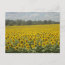 Search for cheeful Yellow