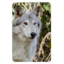 Search for wolf portrait magnets Nature