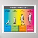 Search for brain chart posters Human
