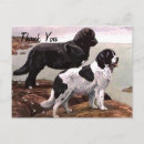 Search for newfoundland dog cards Animals