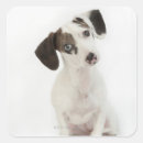 Search for dachshund puppy stickers Animals