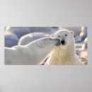 Search for kissing polar bears Churchill