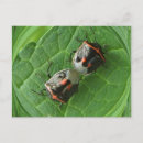 Search for stinks postcards Nature