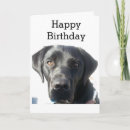 Search for black labrador retriever birthday cards Pet
