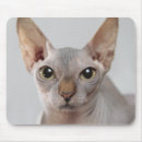 Search for hairless mouse mats Sphinx