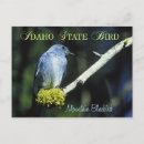 Search for mountain birds postcards Bluebird