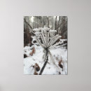 Search for frost photography Winter