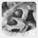 Search for golden paw stickers Dogs