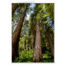 Search for red cedar postcards Animal