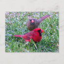 Search for mated postcards Red