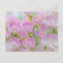 Search for pea postcards Delicate