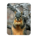 Search for nut with squirrel magnets Squirrels