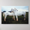 Search for grooming posters Horse