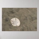 Search for echinoderm art Beach