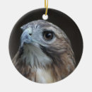 Search for red tail hawk christmas tree decorations Bird of prey