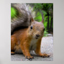 Search for bushi posters Squirrel