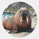Search for walrus stickers Ocean