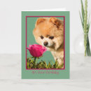 Search for pomeranian birthday cards Pets