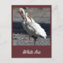 Search for ibis postcards Nature