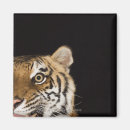 Search for roar magnets Animal