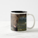 Search for arctos mugs Wildlife