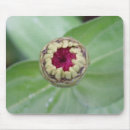 Search for budding mouse mats Garden