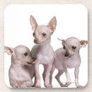 Search for 5 coasters Animal