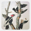 Search for audubon birds stickers 1829