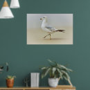 Search for gull posters Bird
