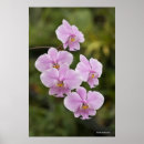 Search for phalaenopsis posters Orchid