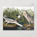 Search for john audubon postcards Heron