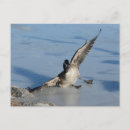 Search for oop postcards Accident