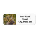 Search for elk return address labels Antlers