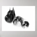 Search for schnauzer puppy posters Standard